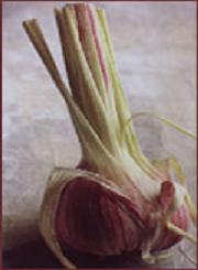 HUILE ESSENTIELLE d'Ail, (Allium sativum)