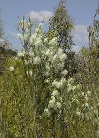 HUILE ESSENTIELLE de Melaleuca (Melaleuca alternifolia)