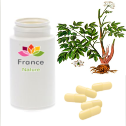 GÉLULES d'Angélique racine 250 mg