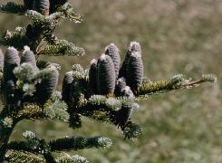 HUILE ESSENTIELLE de Sapin baumier (Abies balsamea)