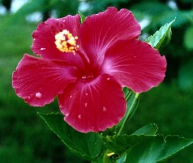 Gélules d' Hibiscus, Hibískos