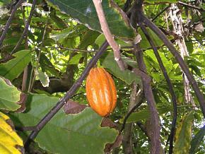 BEURRE de Cacao