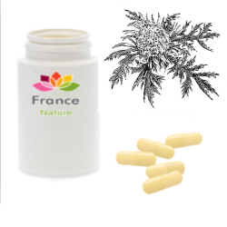 Gélules de Carline 200 mg, (Carlina acaulis)