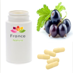 GÉLULES de Cassis 250 mg, (Ribes nigrum)