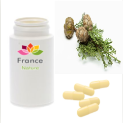 GÉLULES de Cyprès (240 mg), Cupressus sempervirens