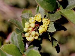 Gélules d' Epine vinette, BIO