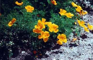 GÉLULES de Eschscholzia (180 mg), Eschscholtzia californica