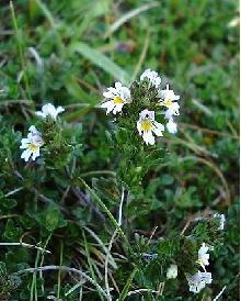 GÉLULES D' Euphraise (220 mg), Euphrasia officinalis