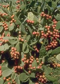 Gélules de Figuier,  Ficus carica