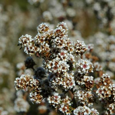 HUILE ESSENTIELLE de Fragonia (Agonis fragrans)