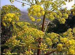 HUILE ESSENTIELLE de Galbanum (Ferula gummosa)