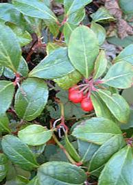 HUILE ESSENTIELLE de Wintergreen (Gaultheria procumbens)