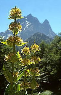 GÉLULES de Gentiane (240 mg), Gentiana lutea