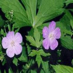 HUILE ESSENTIELLE de Géranium rosat (Geranium robertianum)