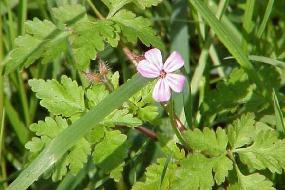 GÉLULES de Géranium robert (250 mg), Geranium robertianum