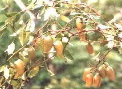 GÉLULES de Griffonia (300 mg), Griffonia simplicifolia