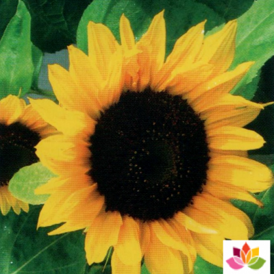 HUILE HYDROSOLUBLE de Tournesol (Helianthus annuus)