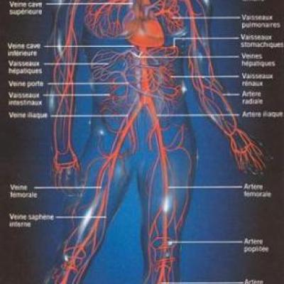 Gélules Circulation du sang