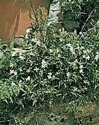 Gélules de Jasmin, Jasminum officinale