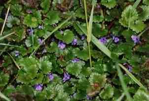 Gélules de Lierre terrestre (250 mg), Glechoma hederacea