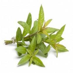 HUILE ESSENTIELLE de verveine exotique (Litsae cubeba)