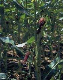 HUILE VÉGÉTALE de Maïs (Zea mays) BIO