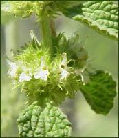 GÉLULES de Marrube blanc (160 mg), Marrubium vulgare