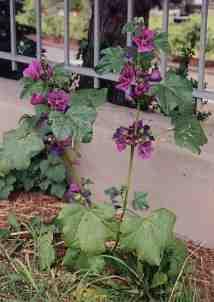 GÉLULES de Mauve (190 mg), Malva sylvestris