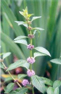 HUILE ESSENTIELLE de Menthe arvensis (Mentha arvensis )