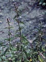 ELIXIR FLORAL de Menthe poivrée