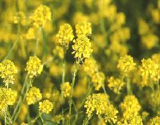 Gélules de Moutarde noire , Brassica nigra