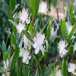 HUILE ESSENTIELLE de Myrte citronné (Backhousia citriodora)