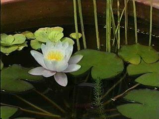 Gélules de Nénuphare blanc, Nymphaea alba