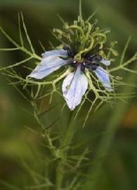 Capsules nigelle (gélules)