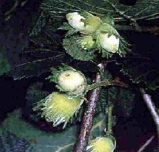 gélules de  Noisetier, Corylus avellana