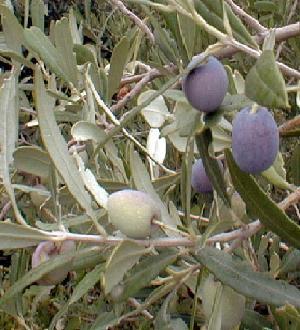 GÉLULES d 'Olivier (180 mg), Olea europaea