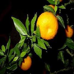 HUILE ESSENTIELLE d'Orange amère (Citrus aurantium)