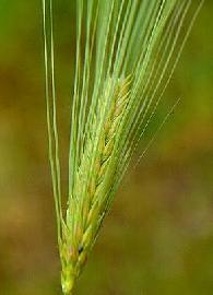 Gélules d' Orge (semence), Hordeum vulgare