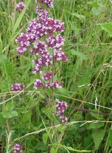 HUILE ESSENTIELLE d'Origan (Origanum vulgare)