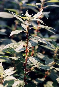 GÉLULES de Pariétaire (210 mg), Parietaria officinalis