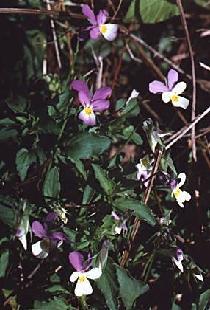 GÉLULES de Pensée sauvage (210 mg), Viola tricolor