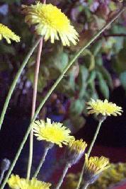 GÉLULES de Piloselle (160 mg), Hieracium pilosella