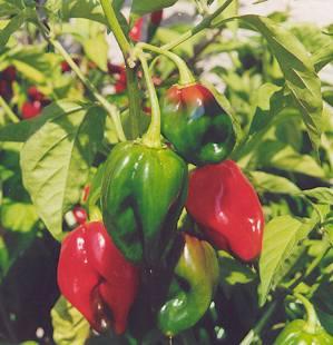 HUILE ESSENTIELLE de Piment feuille (Capsicum frutescens)