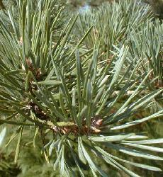 HUILE ESSENTIELLE de Pin sylvestre (Pinus sylvestris)