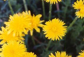 Gélules de Pissenlit feuilles (250 mg), Taraxacum officinale