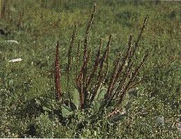 GÉLULES de Plantain (200 mg), Plantago major