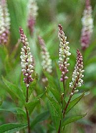 GÉLULES de Polygala (250 mg), Polygala vulgaris