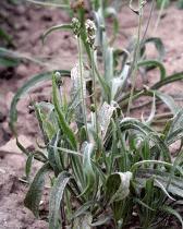 GÉLULES de Psyllium (370 mg), Plantago afra