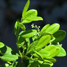 HUILE ESSENTIELLE de Ravensare (Ravensara aromatica)