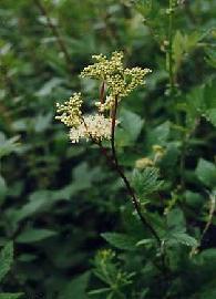 GÉLULES de Reine-des-prés (240 mg), Spiraea ulmaria